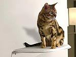 Get 10% Off the Latest Pet Finds