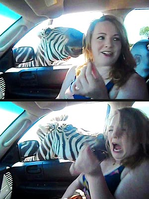 The Water Bowl: Zebra Attacks Woman at Safari Park!