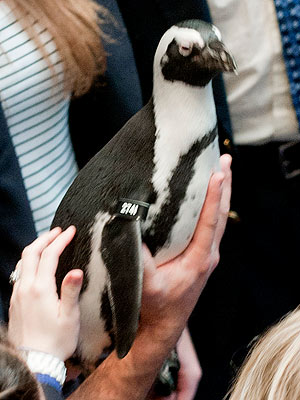 The Water Bowl: Penguin Poops on Kentucky Senate Floor