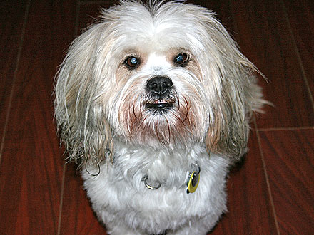 Adopt Me! Jackson Wants to Feel Safe – with You