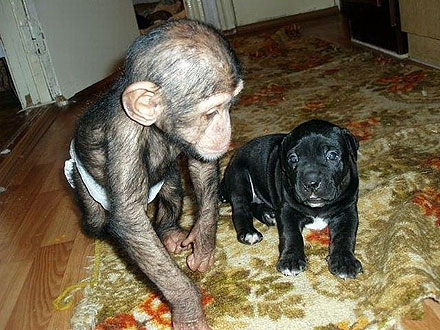 Orphaned Chimp Finds New Family – with Dogs