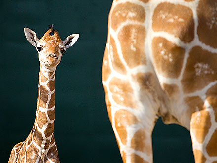 Cute Photos: Baby Giraffe Enjoys Time with Mom| Baby Animals, Zoo Animals