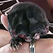 Harvey Dent, Cat Born with Two Faces, Dies