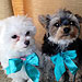 Kevin Jonas's Goal for 2012? Potty Train His Pups