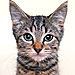Purring Painters Raise Money for Animal Rescue