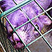 The Water Bowl: Purple Squirrel Spotted in Pennsylvania
