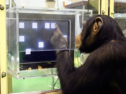Chimp Genius Conquers Computer Puzzle