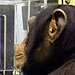 The Water Bowl: Chimp Genius Conquers Computer Puzzle