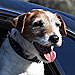 Uggie's Cutest Tricks – Revealed!