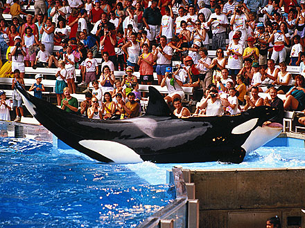 SeaWorld Sued by Killer Whales and PETA