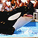 The Water Bowl: Killer Whales 'Sue' SeaWorld