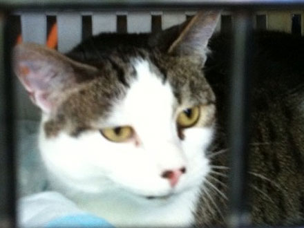 Adopt Me! Blood Donor Liberty Has Saved Hundreds of Lives