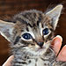 The Water Bowl: Is Your Cat Making You Crazy?