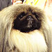 What's a Pekingese? Five Things to Know