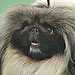 Malachy the Pekingese Wins Best in Show at Westminster