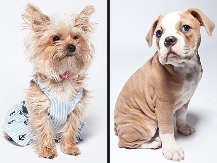 Miley Cyrus's Dogs Turn to Modeling| Stars and Pets, Dogs, Miley Cyrus