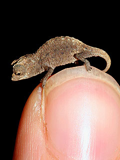 See the World's Tiniest Chameleon
