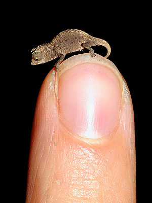 Scientists Discover World's Smallest Chameleon