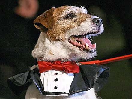 Uggie Will Not Perform at Oscars