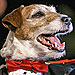 The Water Bowl: Uggie Wins Best Dog at Golden Collar Awards