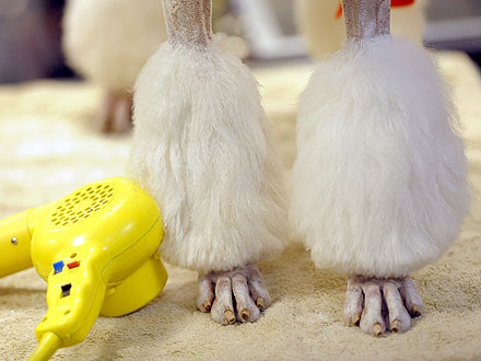 10 Wackiest Photos from Westminster| Dogs, Westminster Kennel Club Dog Show, Martha Stewart