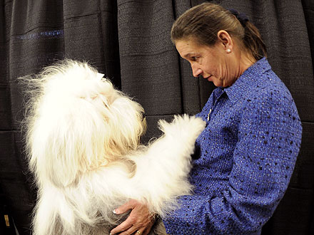 10 Wackiest Photos from Westminster| Dogs, Westminster Kennel Club Dog Show, Martha Stewart