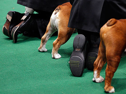 10 Wackiest Photos from Westminster| Dogs, Westminster Kennel Club Dog Show, Martha Stewart