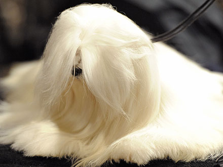 10 Wackiest Photos from Westminster| Dogs, Westminster Kennel Club Dog Show, Martha Stewart