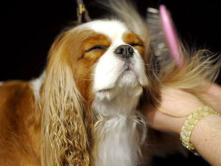 10 Wackiest Photos from Westminster| Dogs, Westminster Kennel Club Dog Show, Martha Stewart