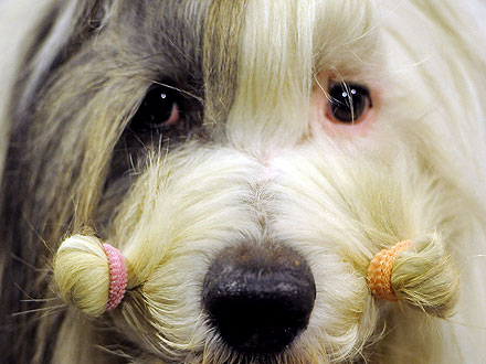 10 Wackiest Photos from Westminster| Dogs, Westminster Kennel Club Dog Show, Martha Stewart