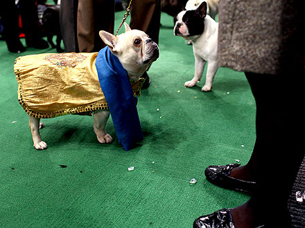 10 Wackiest Photos from Westminster| Dogs, Westminster Kennel Club Dog Show, Martha Stewart