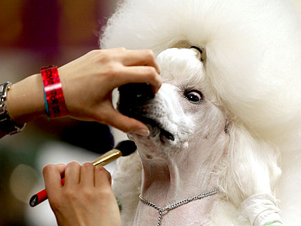 10 Wackiest Photos from Westminster| Dogs, Westminster Kennel Club Dog Show, Martha Stewart