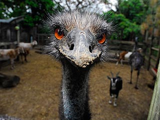 The Water Bowl: Runaway Emu Eludes Capture in Vermont