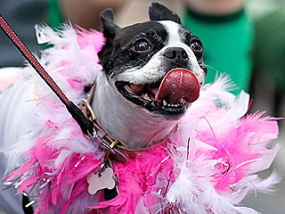 Happy Fat Tuesday! Dogs Celebrate Mardi Gras