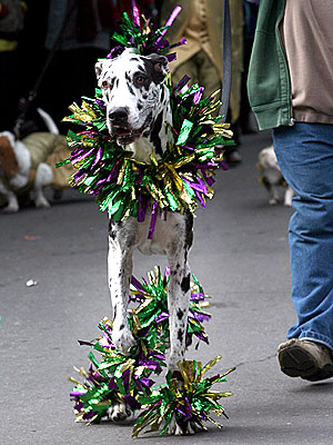 Happy Fat Tuesday! Dogs Celebrate Mardi Gras| Dogs