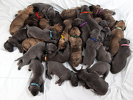 Yowza! Two Mastiffs Give Birth to 27 Puppies in 3 Days| Baby Animals, Dogs