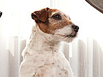 Uggie's Oscar Prep: Surprisingly Low-Maintenance!