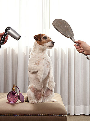 Uggie The Artist Oscars Grooming Routine