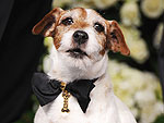 All About Uggie's Custom Chopard Collar | Uggie