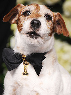 All About Uggie's Custom Chopard Collar | Uggie