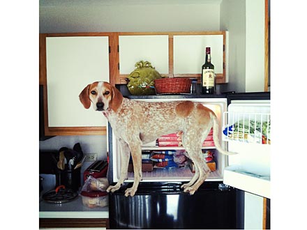 Dog Balancing