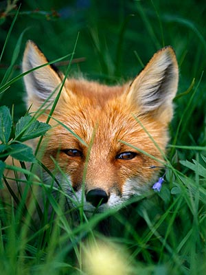 Man Mugged by Fox