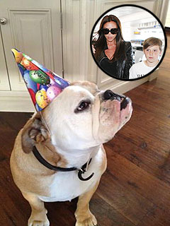 Happy Woofday! Beckham Dog Celebrates Brooklyn's 13th | Victoria Beckham