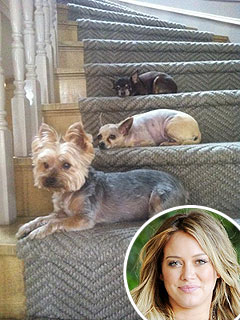 Hilary Duff – and Her Dogs – Anxiously Awaiting Baby | Hilary Duff