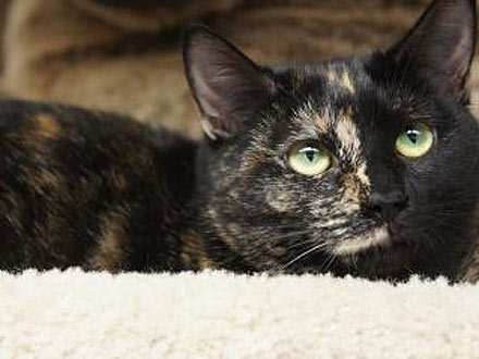 Adopt Me! Honeybee Will Sweeten Your Life