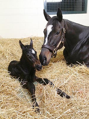 Zenyatta Foals Colt