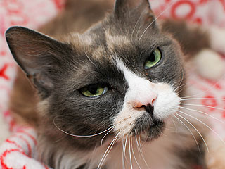 Adopt Me! Despite Cancer, Lovebug Lives Life to the Fullest