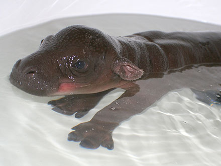 Harry the Pygmy Hippo Gets Royal Treatment at Sanctuary| Baby Animals, Zoo Animals, Prince Harry
