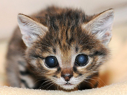Rare Black-Footed Cat Gets Hand-Reared in Chicago