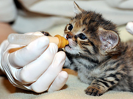 Rare Black-Footed Cat Gets Hand-Reared in Chicago| Baby Animals, Exotic Animals & Pets, Zoo Animals